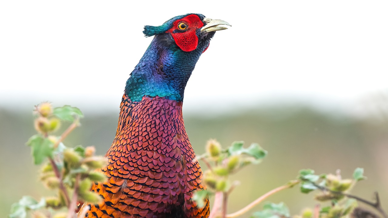 Foto - Göz kamaştıran güzellik objektiflere yansıdı