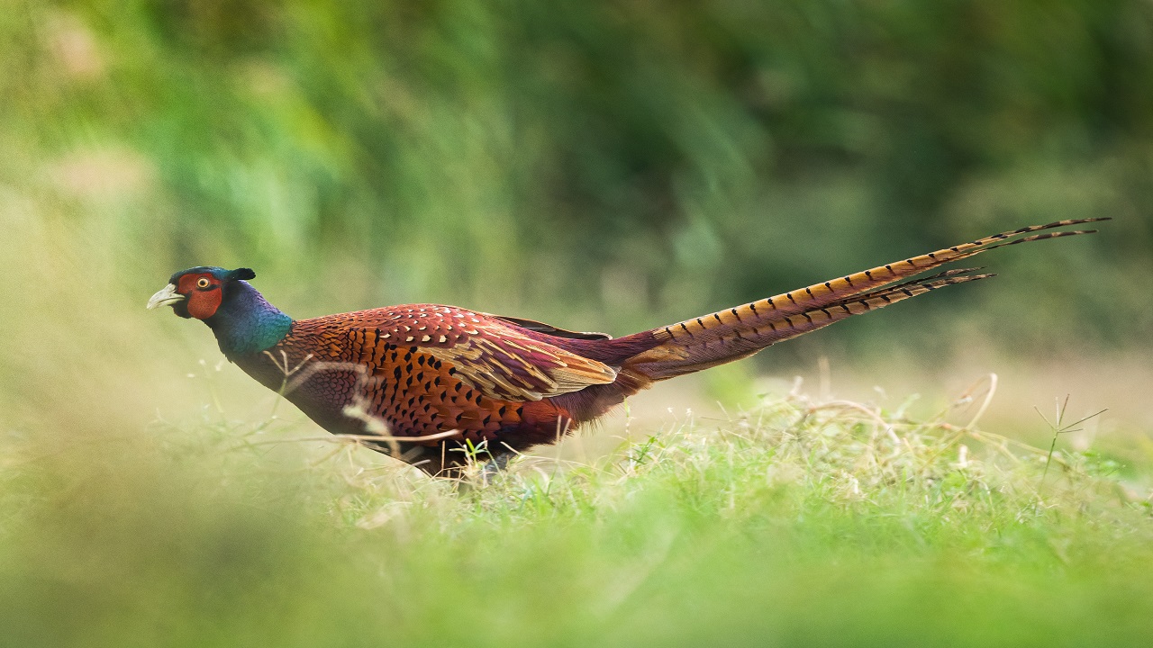 Foto - Göz kamaştıran güzellik objektiflere yansıdı