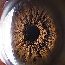 Foto - Göz sağlığına iyi gelen besinler