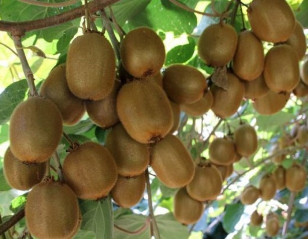 Foto - Göz sağlığını koruyan 10 besin