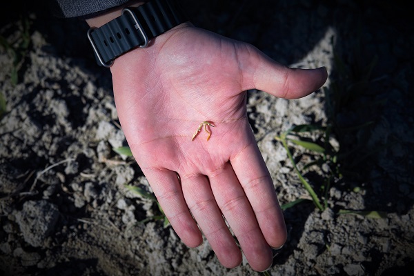 Foto - Gözler kar yağışında! Rekoltenin yakalanması için kar bekleniyor
