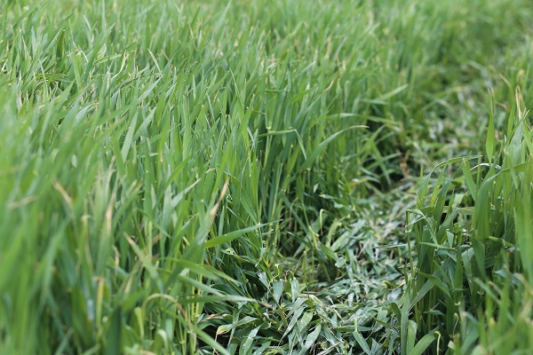 Foto - Gözler mayıs yağmurlarında