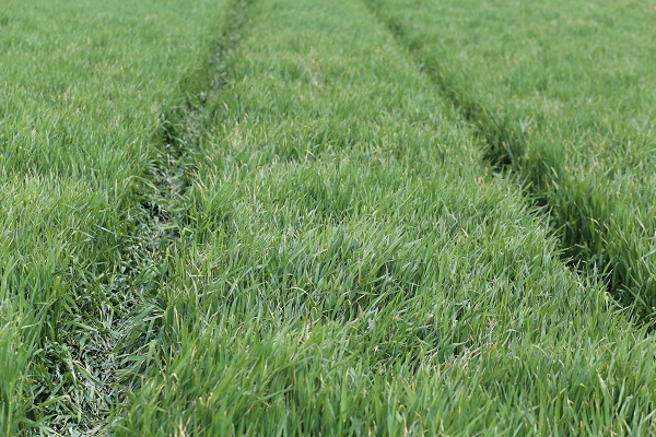 Foto - Gözler mayıs yağmurlarında