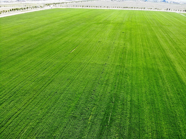 Foto - Gözler mayıs yağmurlarında