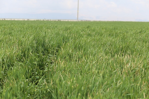 Foto - Gözler mayıs yağmurlarında