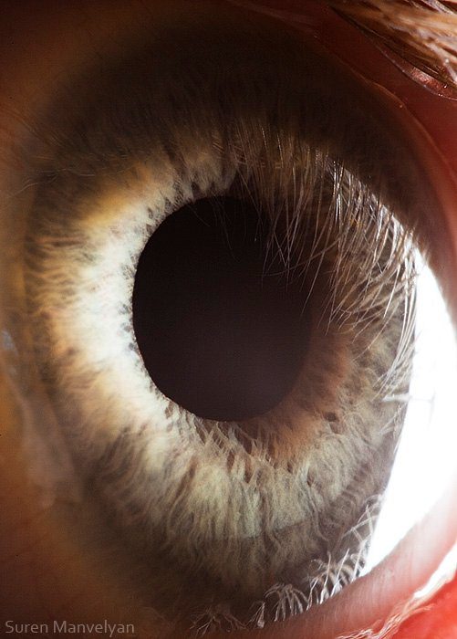 Foto - Gözlere bir de yakından bakın