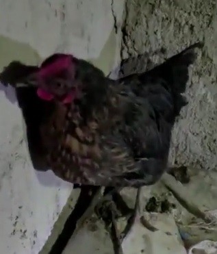 Foto - Gözleri var görmez kulakları var duymaz! Kılıçdaroğlu'nun iftirası kümeste patladı