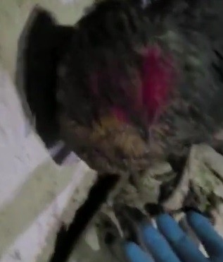 Foto - Gözleri var görmez kulakları var duymaz! Kılıçdaroğlu'nun iftirası kümeste patladı