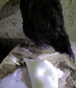 Foto - Gözleri var görmez kulakları var duymaz! Kılıçdaroğlu'nun iftirası kümeste patladı