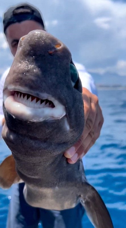 Foto - Gözleri zümrüt gibi! Dişleri korkunç... Antalya'da ortaya çıktı