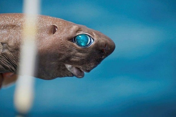 Foto - Gözleri zümrüt gibi! Dişleri korkunç... Antalya'da ortaya çıktı