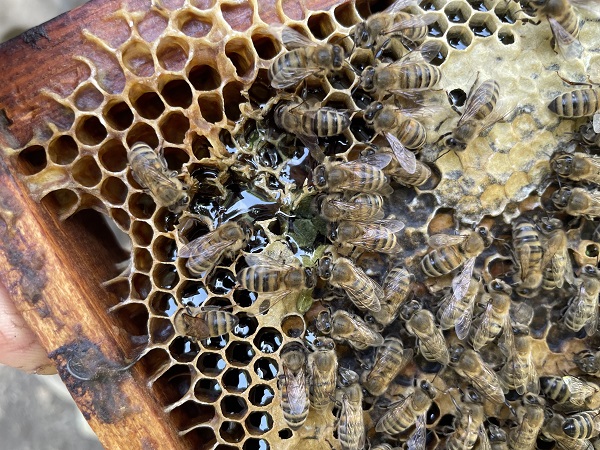 Foto - Gözlerine inanmakta zorluk çekti! Sizce bu yeşil sıvı ne? 