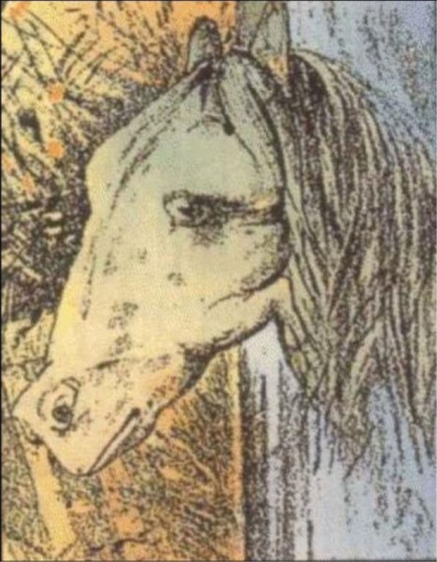 Foto - Gözlerinize inanamayacaksınız