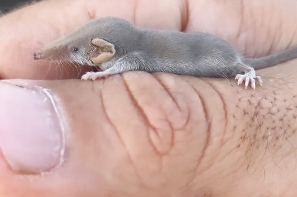 Gözlerinize inanamayacaksınız! İşte dünyanın en küçük memeli hayvanı