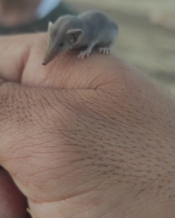 Foto - Gözlerinize inanamayacaksınız! İşte dünyanın en küçük memeli hayvanı