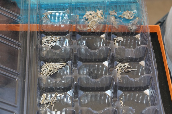 Foto - Gözlerinize inanamayacaksınız! İşte dünyanın en küçük memeli hayvanı