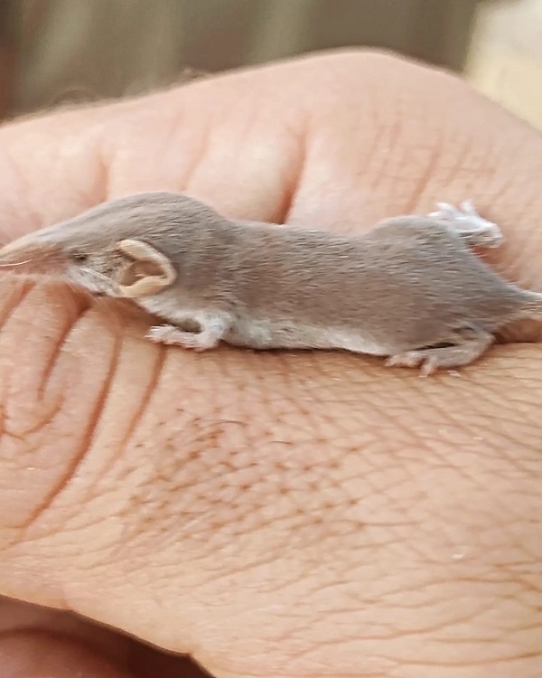 Foto - Gözlerinize inanamayacaksınız! İşte dünyanın en küçük memeli hayvanı