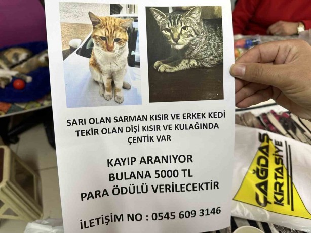 Foto - Gözünüz yolda bu kediyi arasın! Bulana öyle bir para ödülü var ki, duyan şok oluyor! Herkes sokakta fellik fellik bu kediyi arayacak 