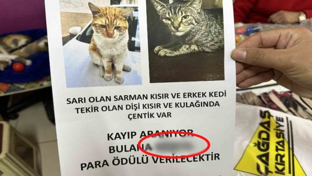 Gözünüz yolda bu kediyi arasın! Bulana öyle bir para ödülü var ki, duyan şok oluyor! Herkes sokakta fellik fellik bu kediyi arayacak 