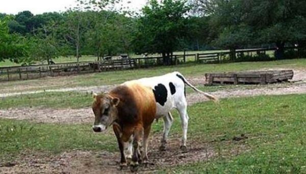 Foto - Gözünüzün sizi yanıltacağı fotoğraflar