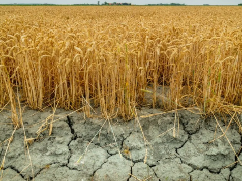 Foto - Gram altında her tahmini tutan Haluk Özdil son tahminini Türkiye'ye ilan etti: 160 lira...