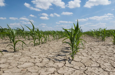Foto - Gram altında her tahmini tutan Haluk Özdil son tahminini Türkiye'ye ilan etti: 160 lira...
