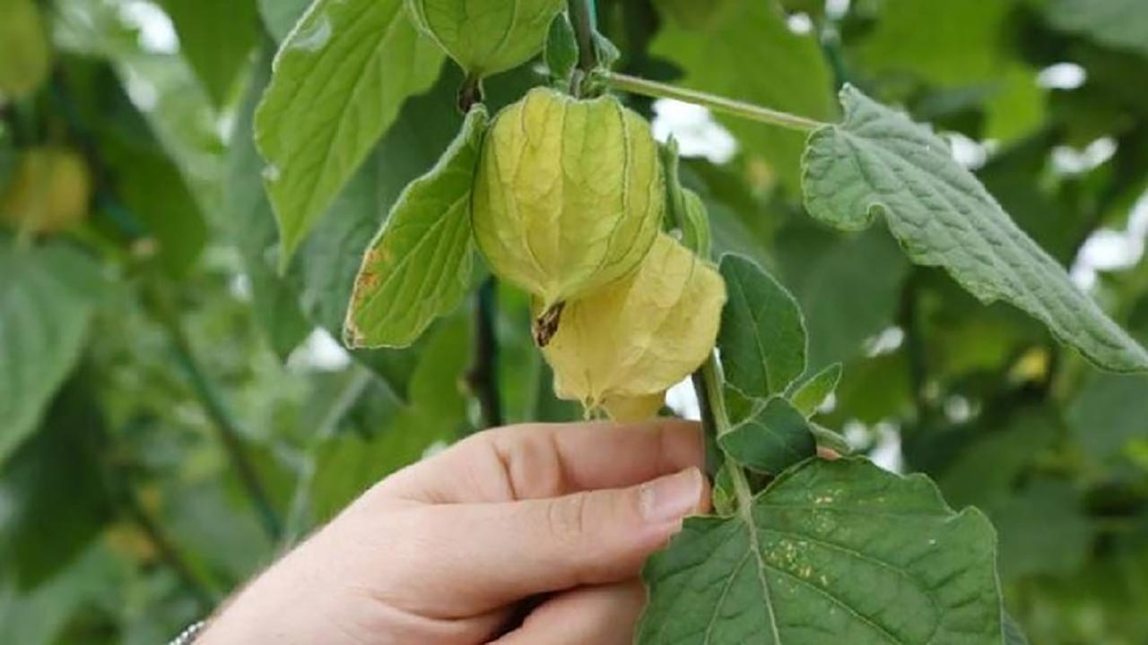 Foto - Gram gram altın gibi satılıyor! Tarladan çıkan her paket para basıyor