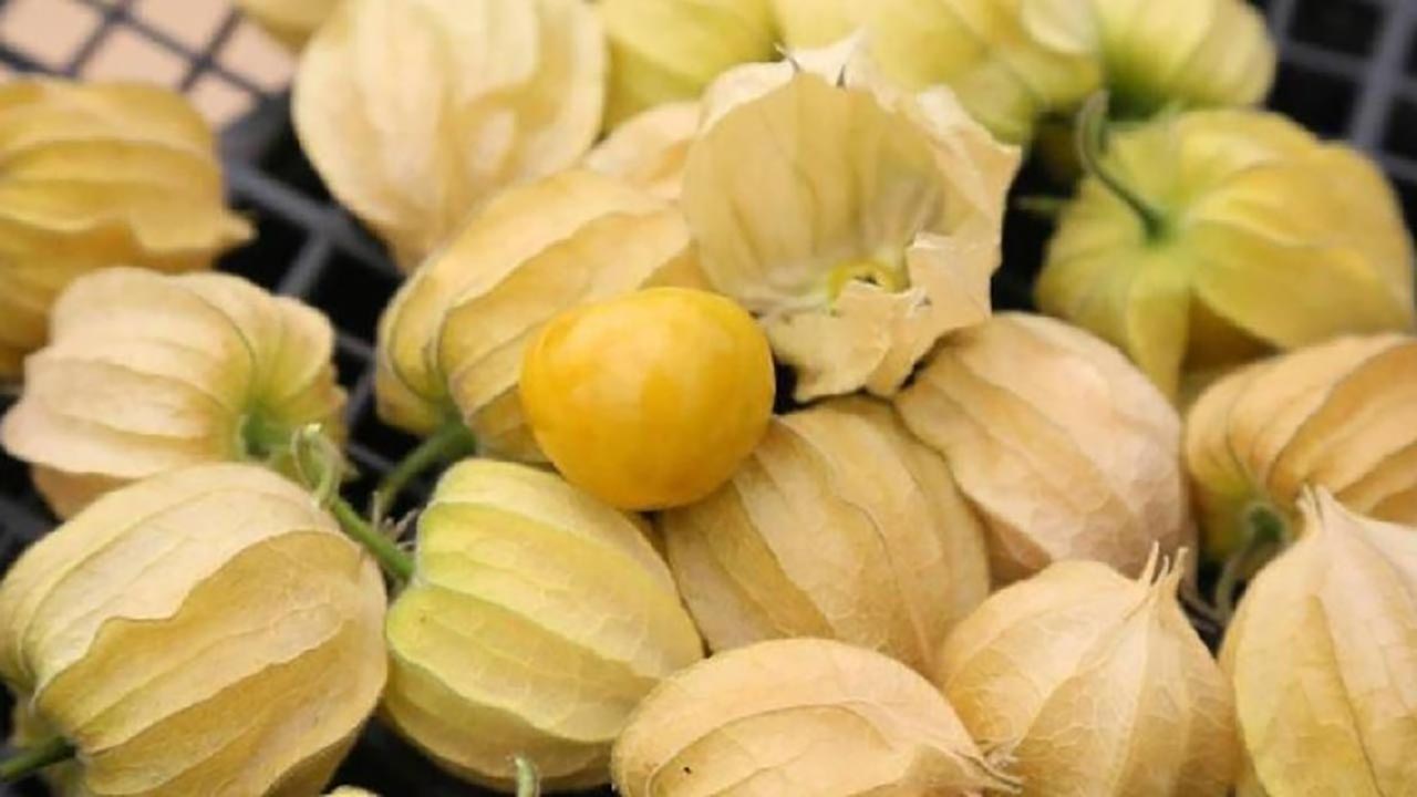 Foto - Gram gram altın gibi satılıyor! Tarladan çıkan her paket para basıyor