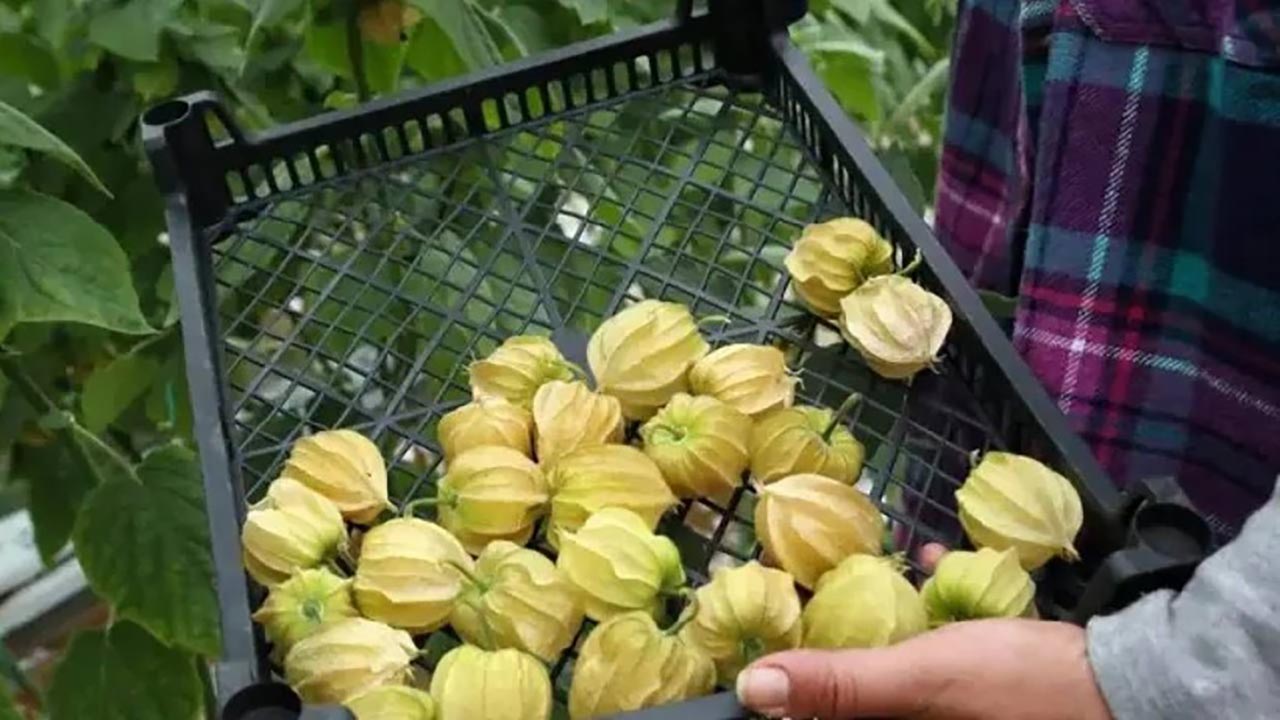 Gram gram altın gibi satılıyor! Tarladan çıkan her paket para basıyor