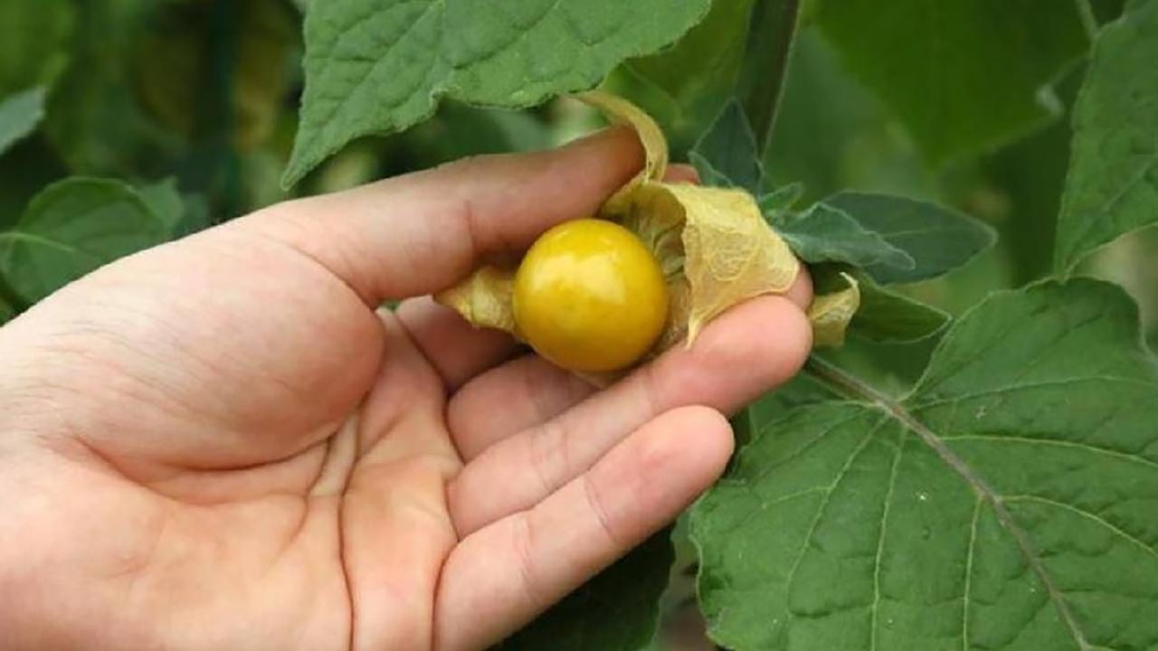 Foto - Gram gram altın gibi satılıyor! Tarladan çıkan her paket para basıyor