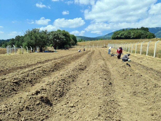 Foto - Gramı bile cep yakıyor! Dünyanın en pahalısından haber var