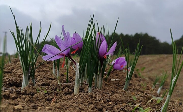 Gramla satılıyor! Fiyatı dudak uçuklattı