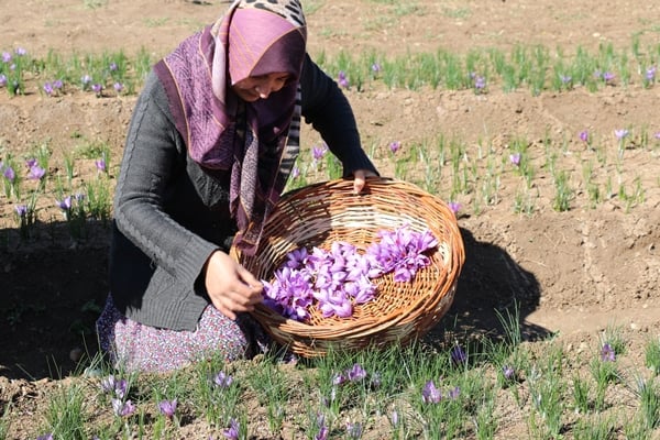 Foto - Gramla satılıyor! Fiyatı dudak uçuklattı