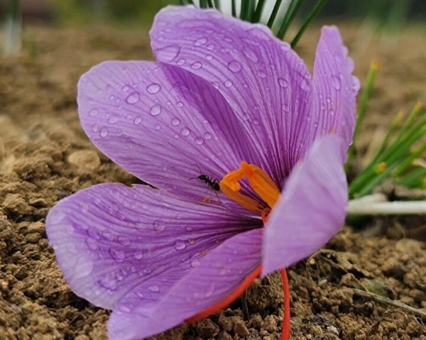 Foto - Gramla satılıyor! Fiyatı dudak uçuklattı