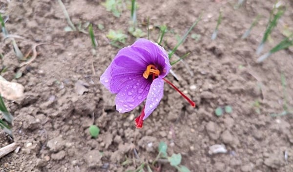 Foto - Gramla satılıyor! Fiyatı dudak uçuklattı