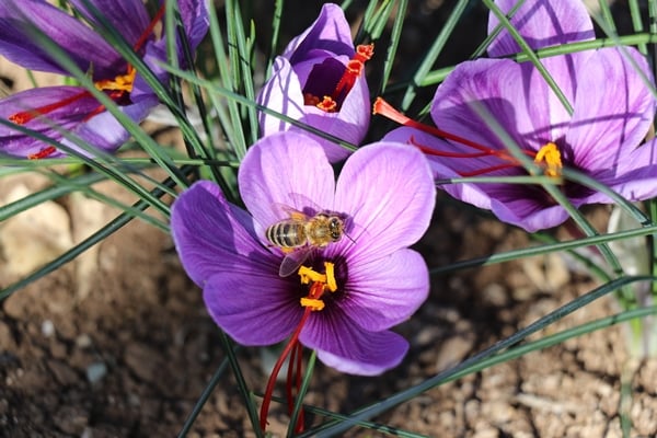 Foto - Gramla satılıyor! Fiyatı dudak uçuklattı