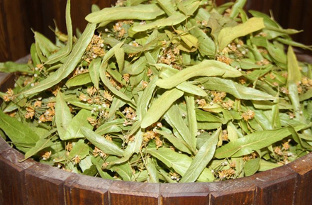 Foto - Gribe iyi gelen bitkiler: 2 katına çıkıyor, uygulamayı yapabiliriz! Duyanın programına dahil oldu! İşte bunların içeriği