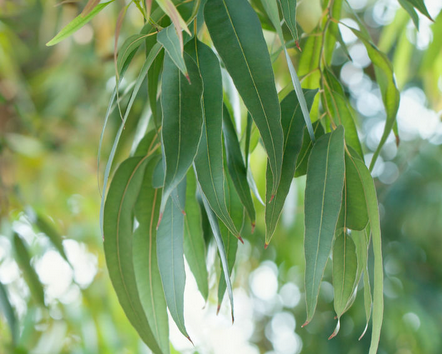 Foto - Gribe iyi gelen bitkiler: 2 katına çıkıyor, uygulamayı yapabiliriz! Duyanın programına dahil oldu! İşte bunların içeriği