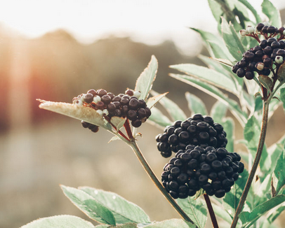 Foto - Gribe iyi gelen bitkiler: 2 katına çıkıyor, uygulamayı yapabiliriz! Duyanın programına dahil oldu! İşte bunların içeriği