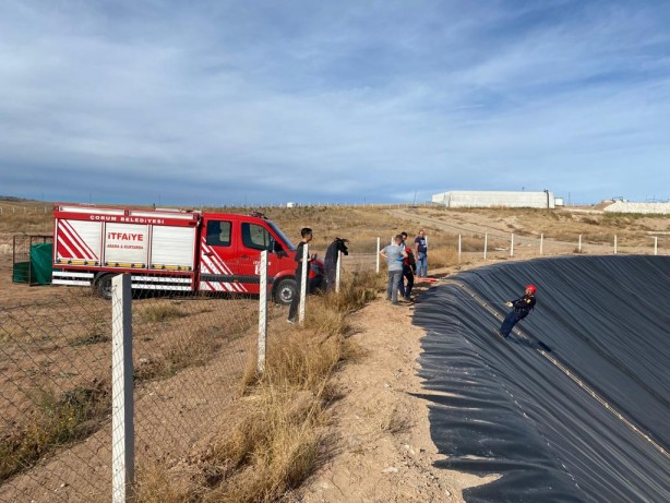 Foto - Gübre havuzunda mahsur kalan tilki böyle kurtarıldı