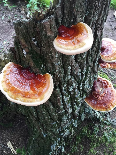 Foto - Güçlü bağışıklık için evinizden eksik etmeyin! Bu besinin faydaları anlatmakla bitmiyor