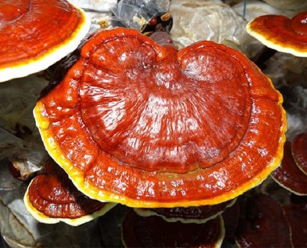 Foto - Güçlü bağışıklık için evinizden eksik etmeyin! Bu besinin faydaları anlatmakla bitmiyor