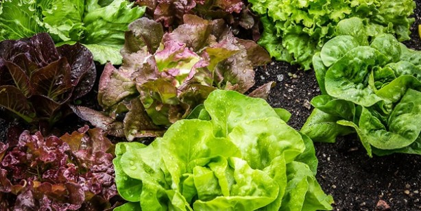 Foto - Güçlü hafıza, keskin bir zeka için 3 besini mutlaka tüketin! Uzmanlar tek tek anlattı: Altın değerinde tavsiyeler