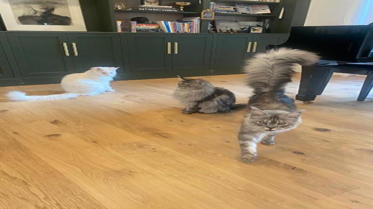 Foto - Guinness rekorlar Kitabı’na girdi: İşte dünyanın en uzun kuyruklu kedisi!