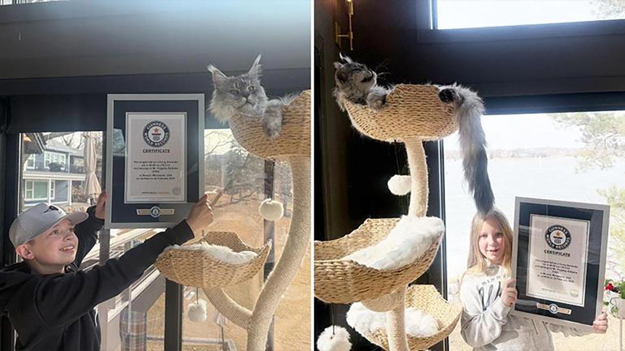 Foto - Guinness rekorlar Kitabı’na girdi: İşte dünyanın en uzun kuyruklu kedisi!