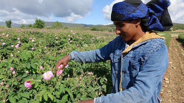 Foto - Gül kokusu bu yıl erken sardı
