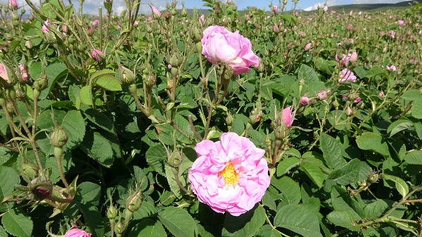 Foto - Gül kokusu bu yıl erken sardı