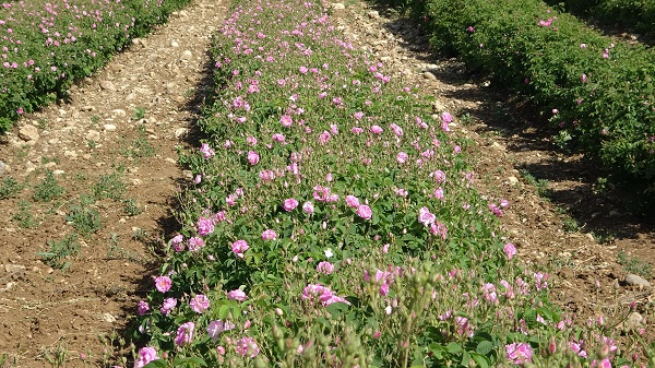 Foto - Gül kokusu bu yıl erken sardı