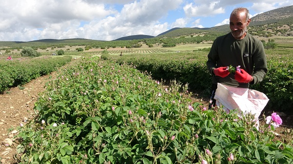 Foto - Gül kokusu bu yıl erken sardı