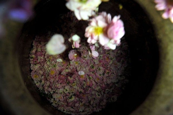 Foto - Gül yağının fiyatı dudak uçuklatıyor!